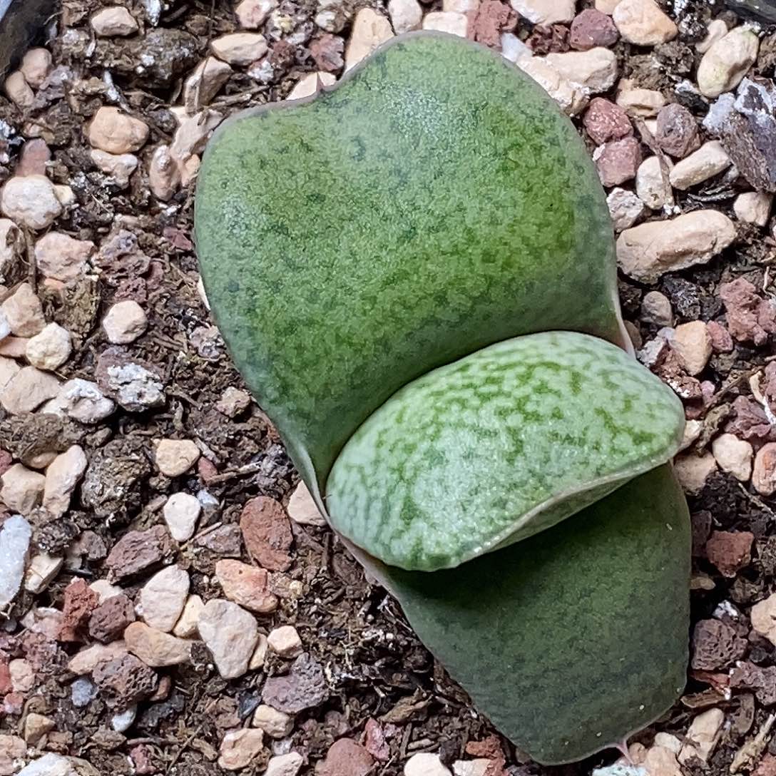 不带盆脱土裸根发货（实生）