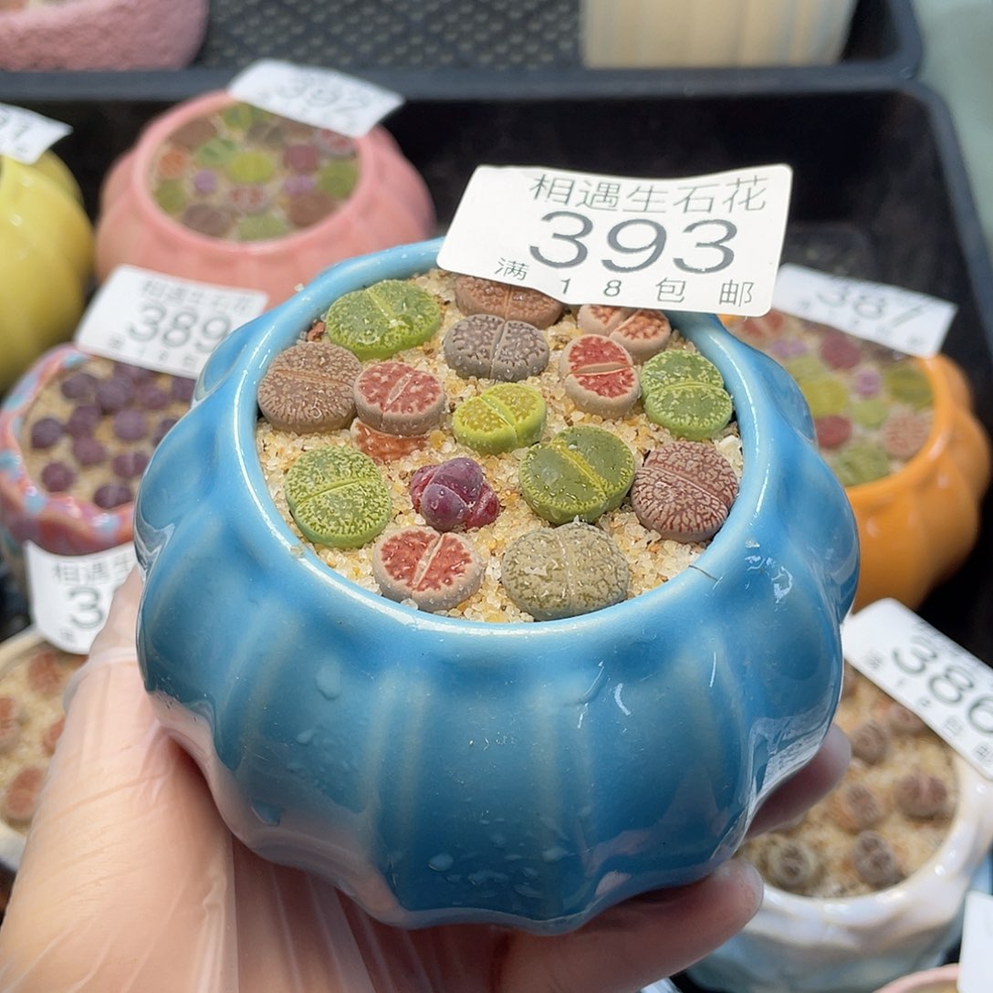 相遇开播福利393