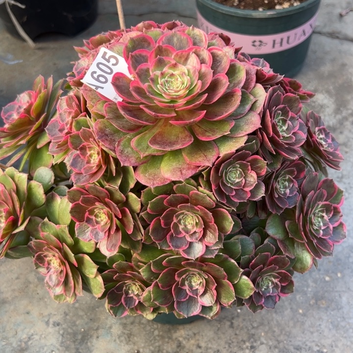 605粉花妖28厘米左右