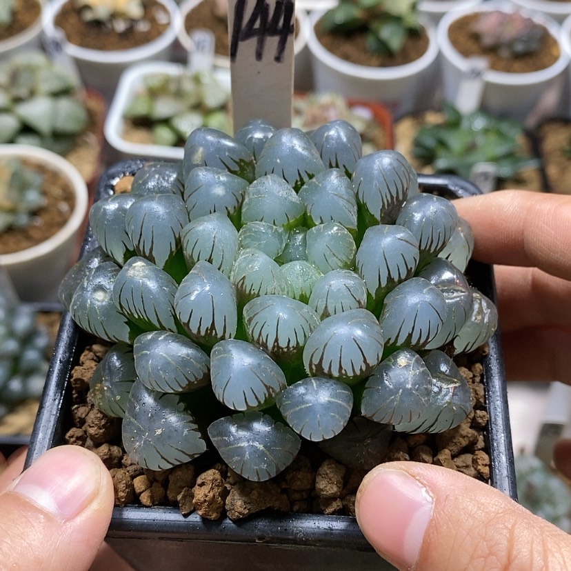 【闪购商品】144潘灯