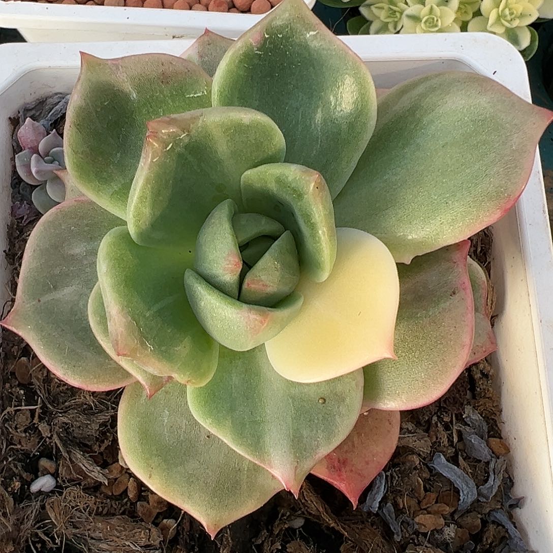 贝加尔湖锦石化，多肉植物