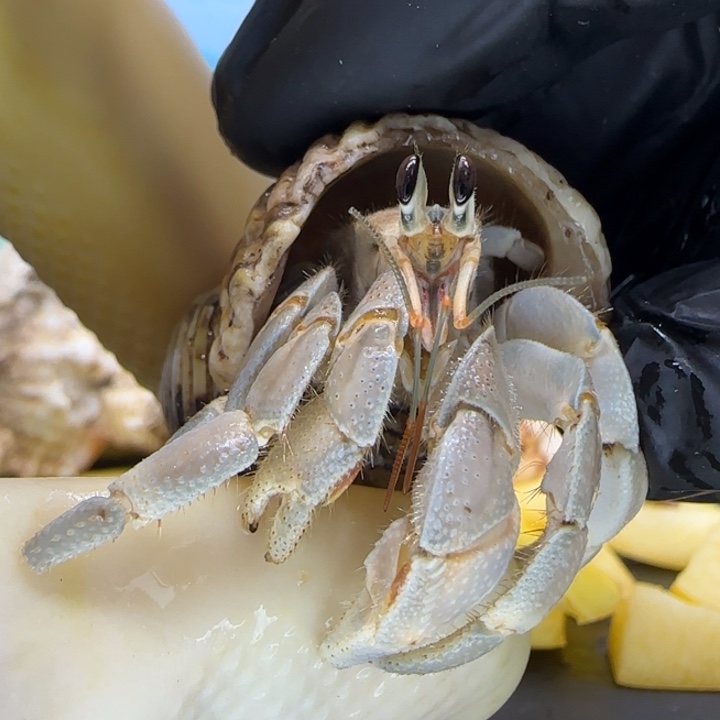 A10灰蓝 灰白1.6cm口径