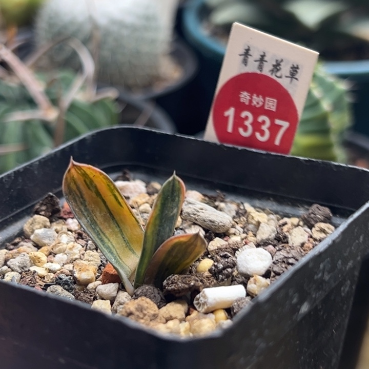 卧牛锦一棵特价处理