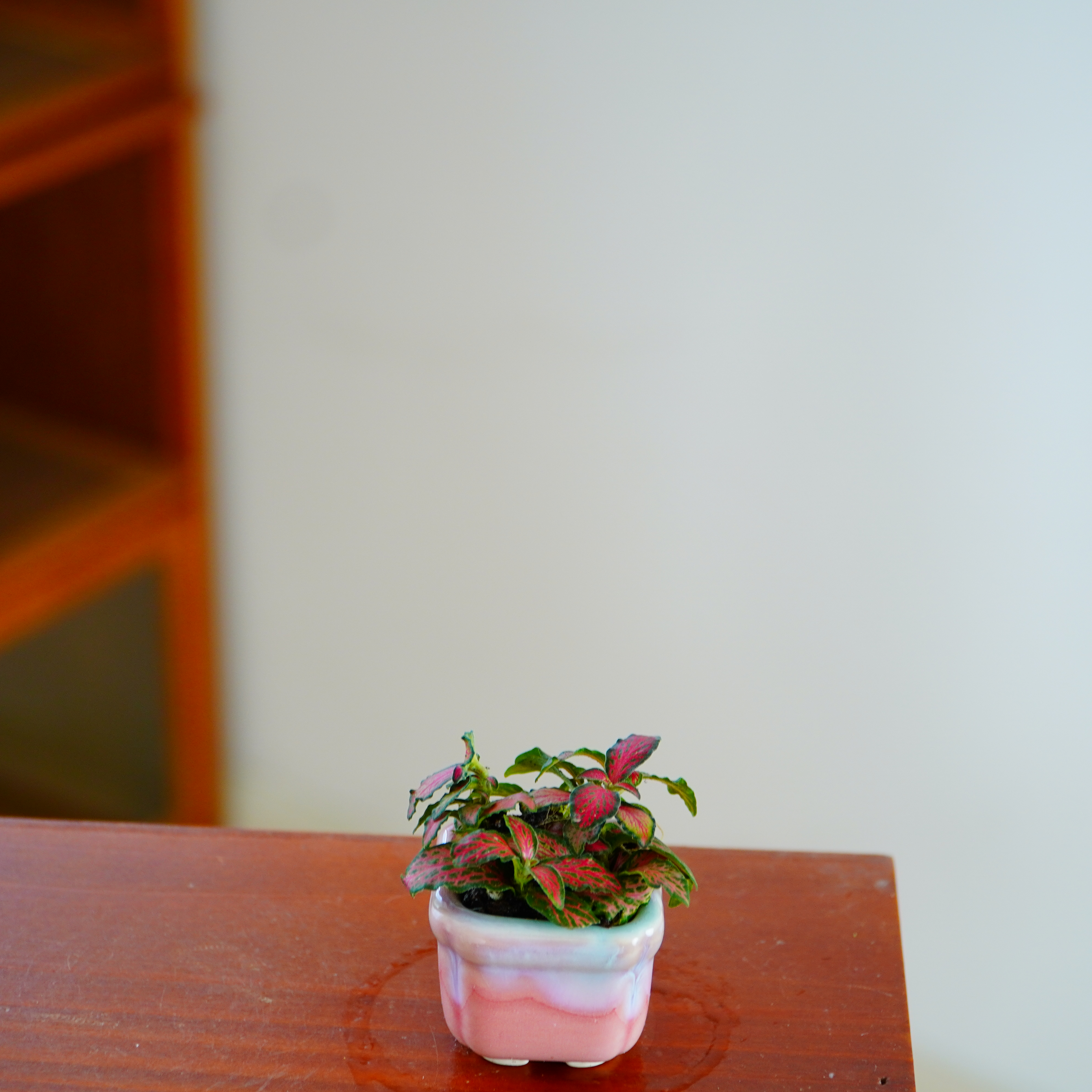 网纹草迷你盆栽室内好养办公室微盆景桌面可爱绿植