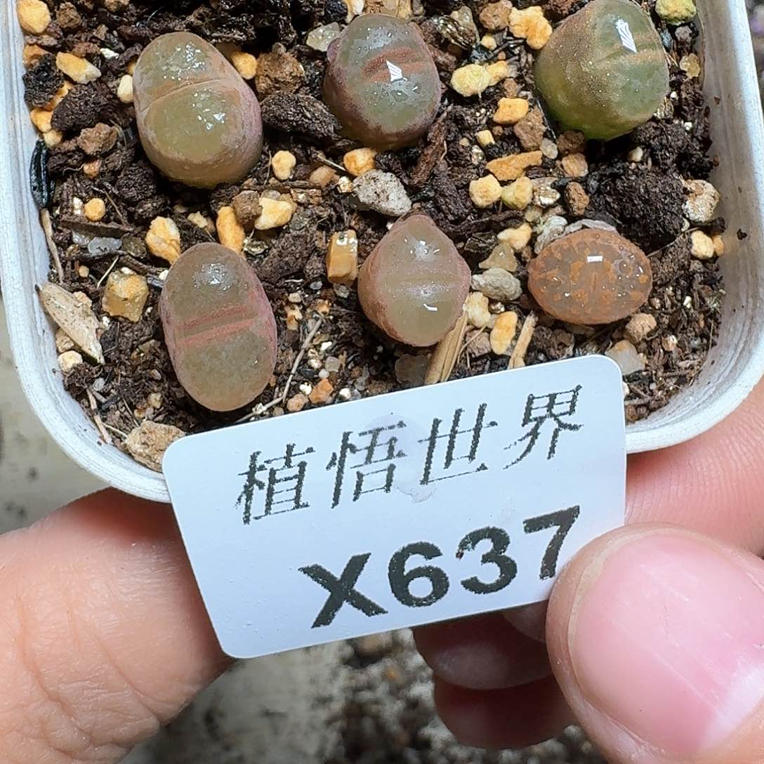 637盒多肉植物哇f g