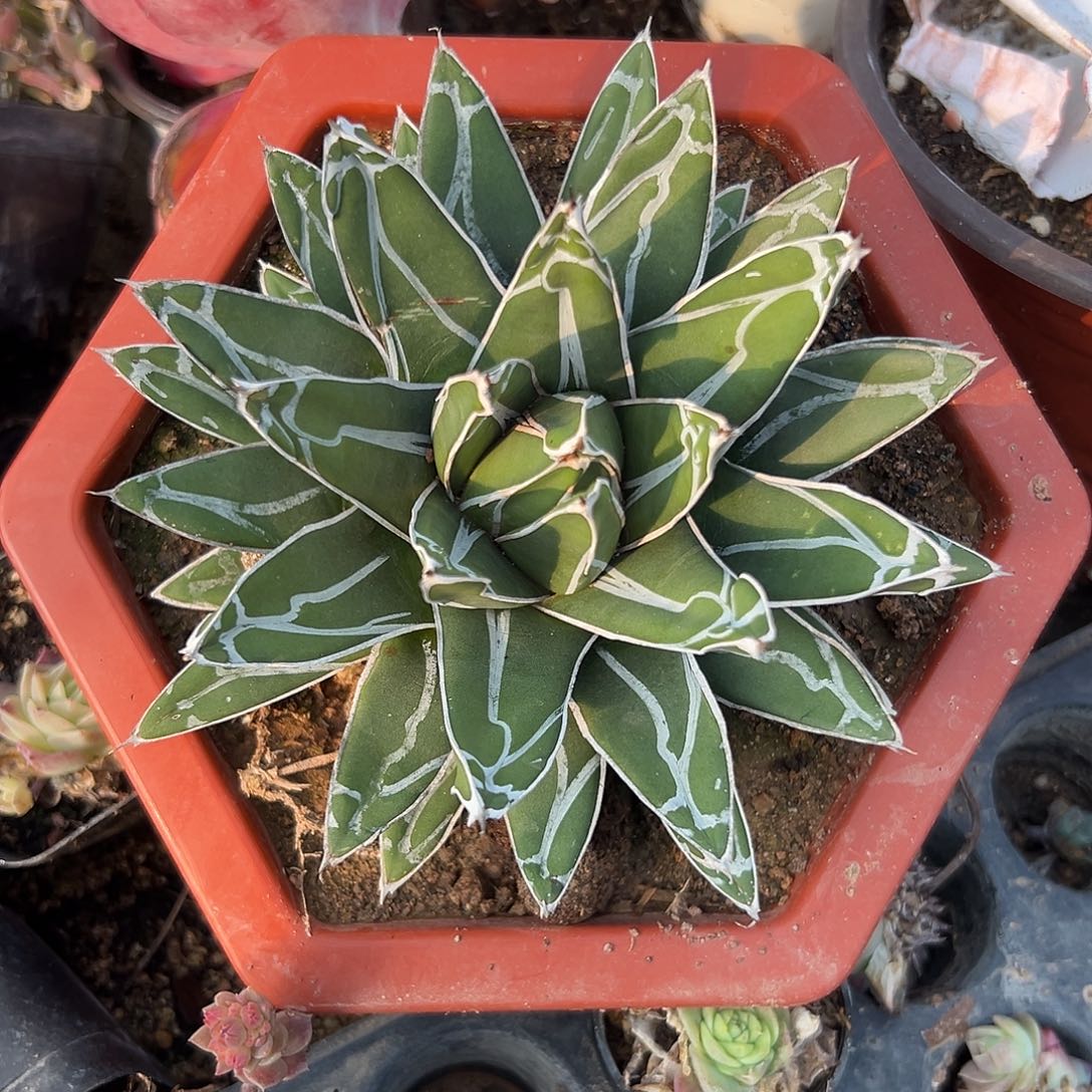 多肉植物屉之雪单头