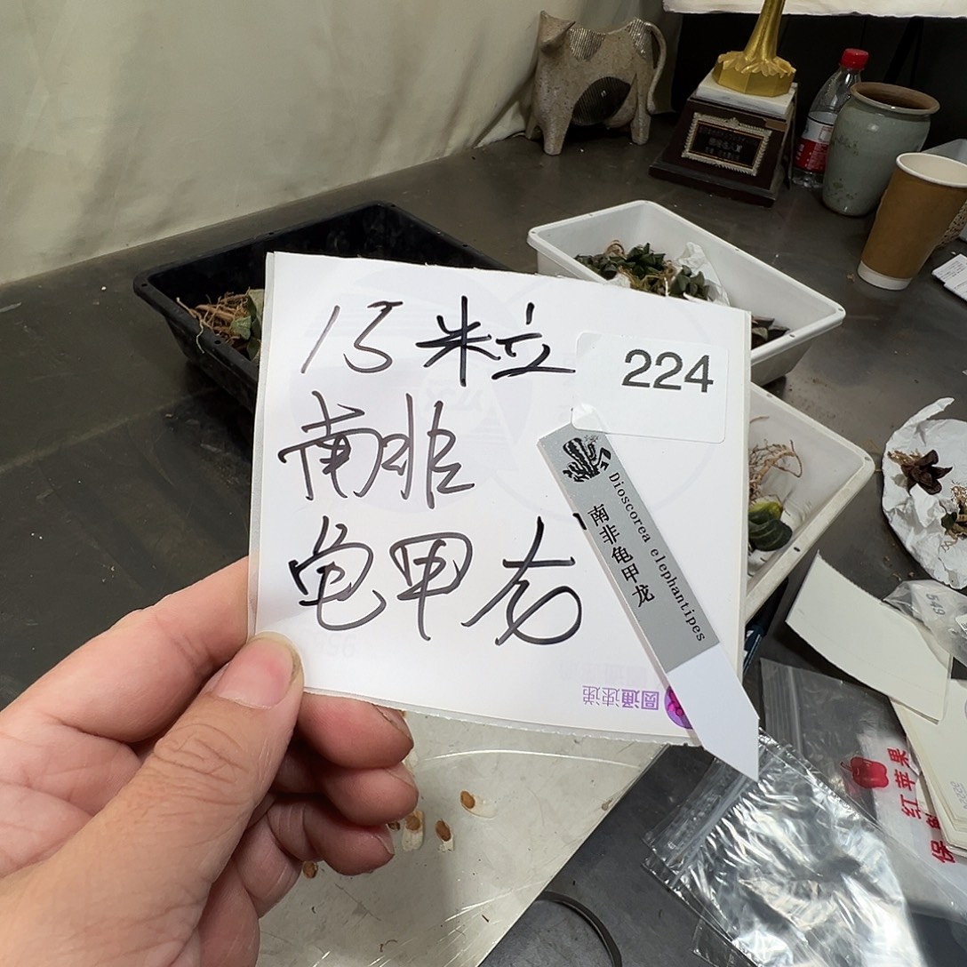 多肉植物专拍植物不退换 一物一拍 224