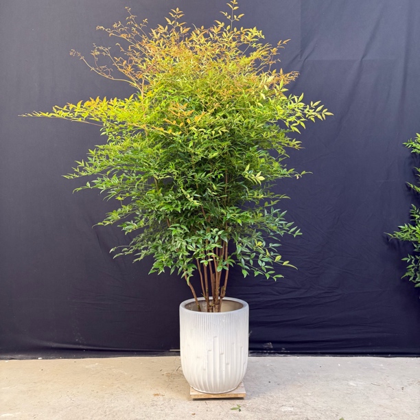 一物一拍 南天竹老桩一本多杆丛生造景真树室内室外盆栽地栽庭院