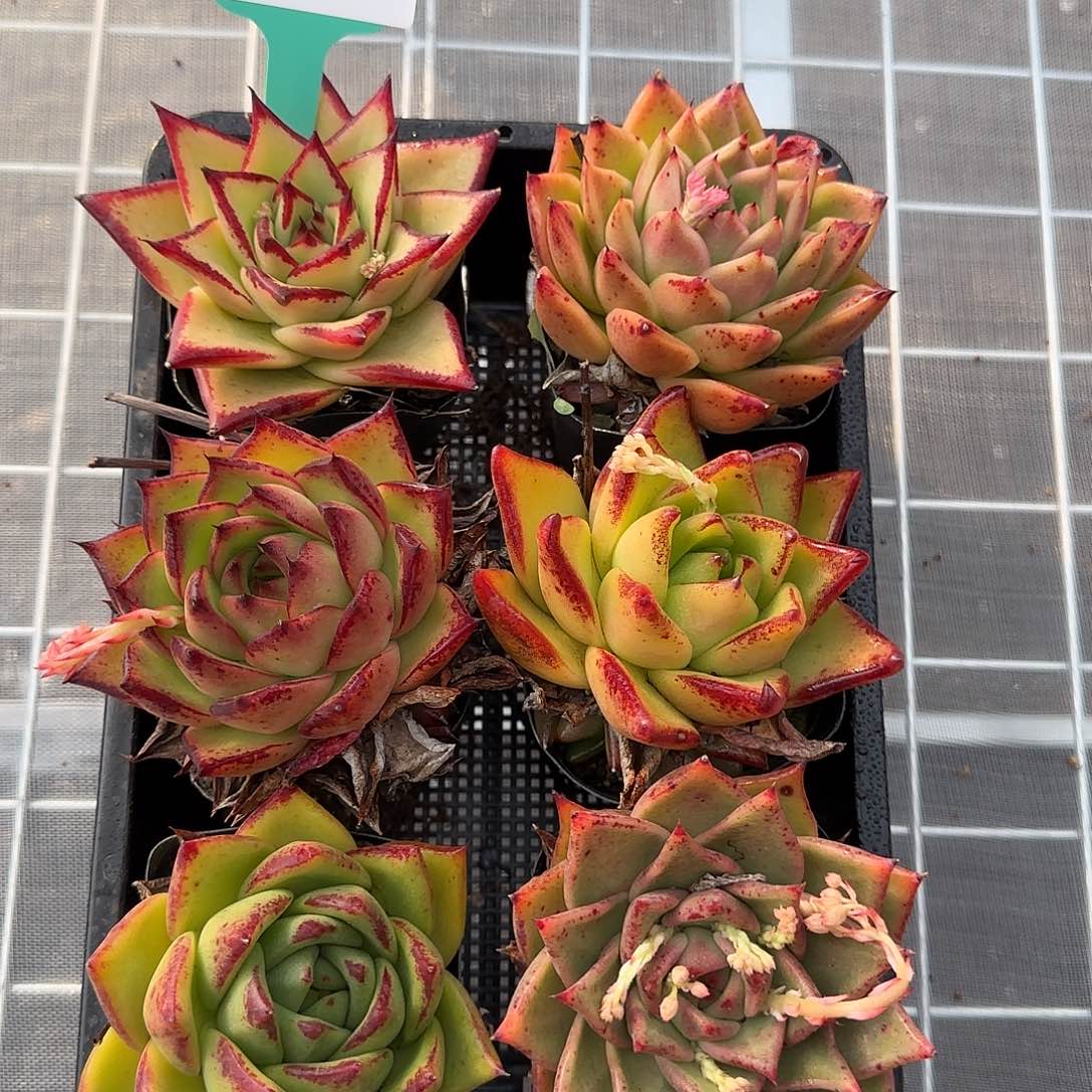 从前慢花园精选0129-20