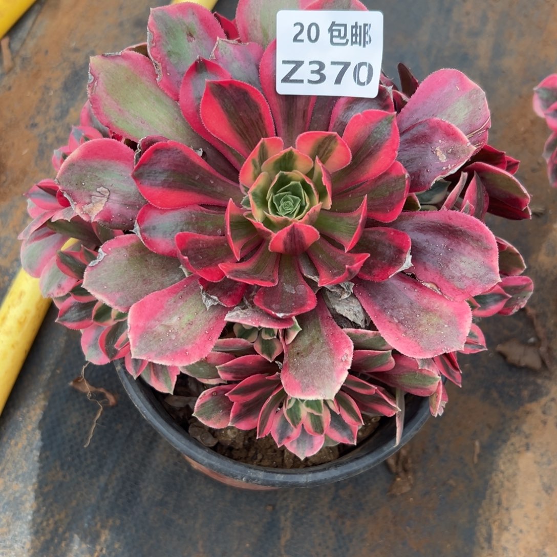 370女妖，满20包邮嘟叮熊