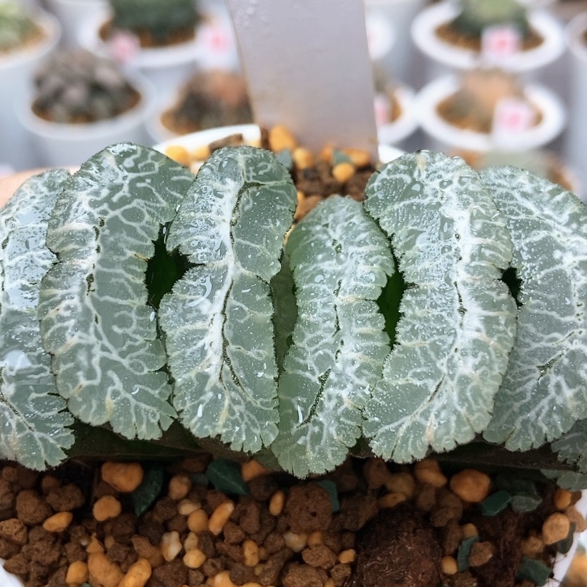 【闪购商品】虞姬45