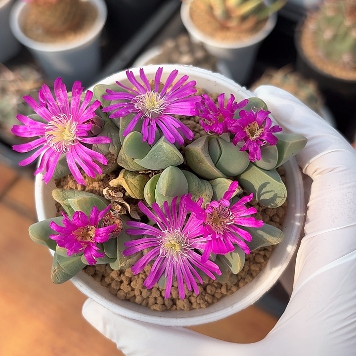 秋琴玉仙人球123