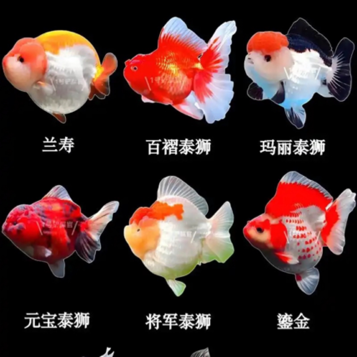 改价链接 没有鱼  没有鱼  金鱼观赏鱼冷水鱼淡水耐活好养水族