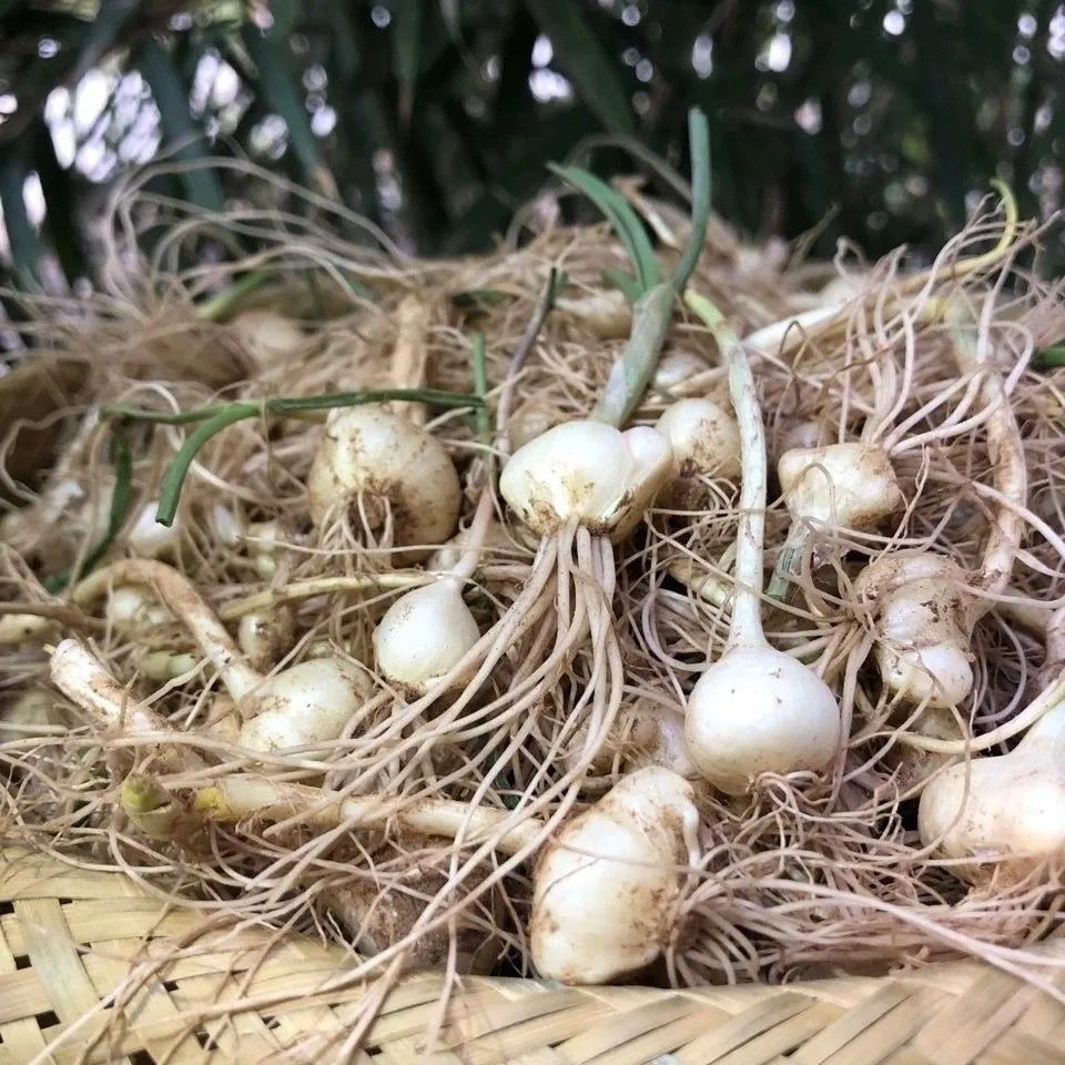 东北特产新鲜野生小根蒜大脑瓜现挖现发可蘸酱熬汤腌制