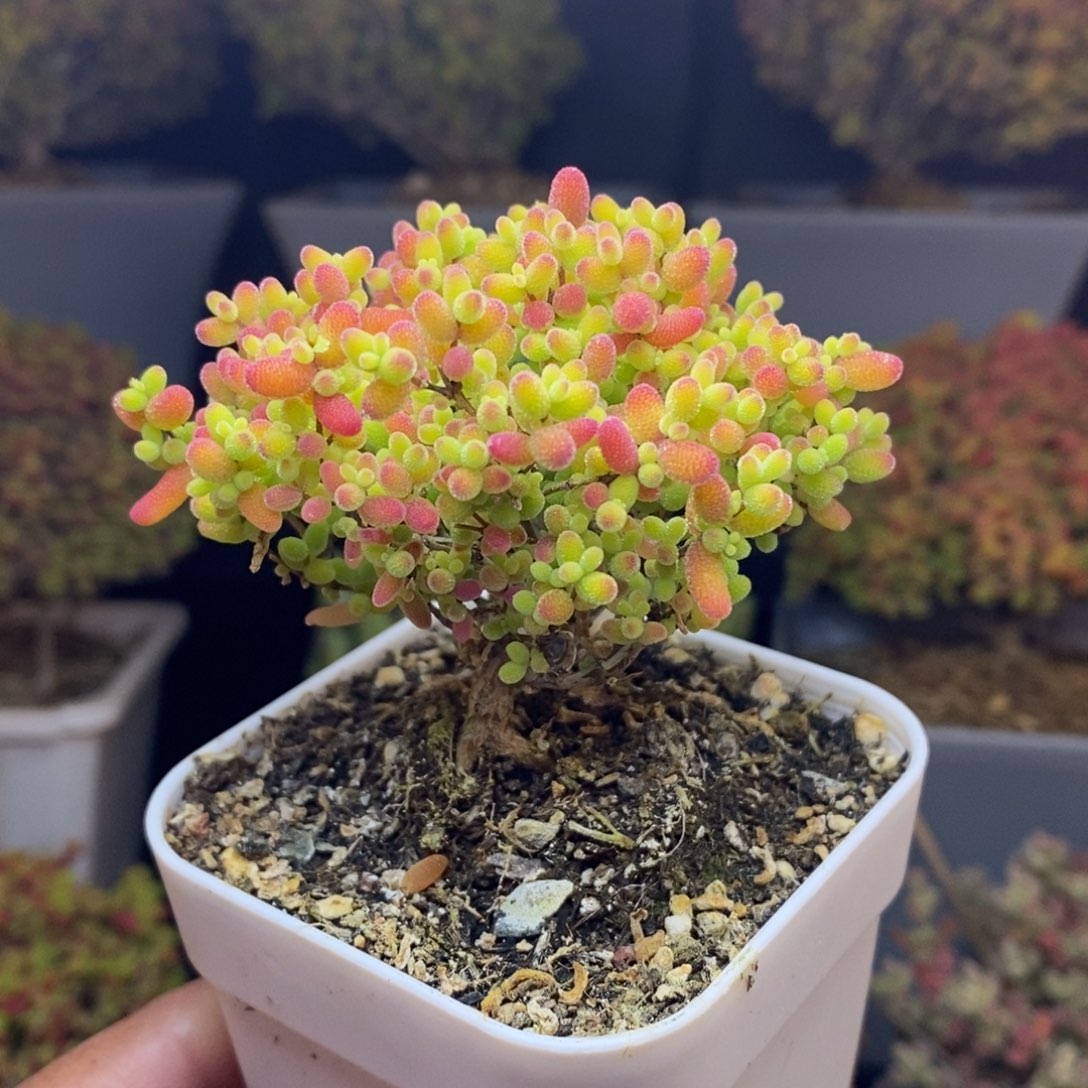 无花朵11蜜橘糖球（特价）