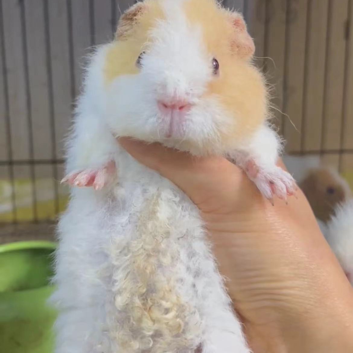 宠物荷兰猪豚鼠天竺鼠活物家庭饲养直播间挑选通用链接