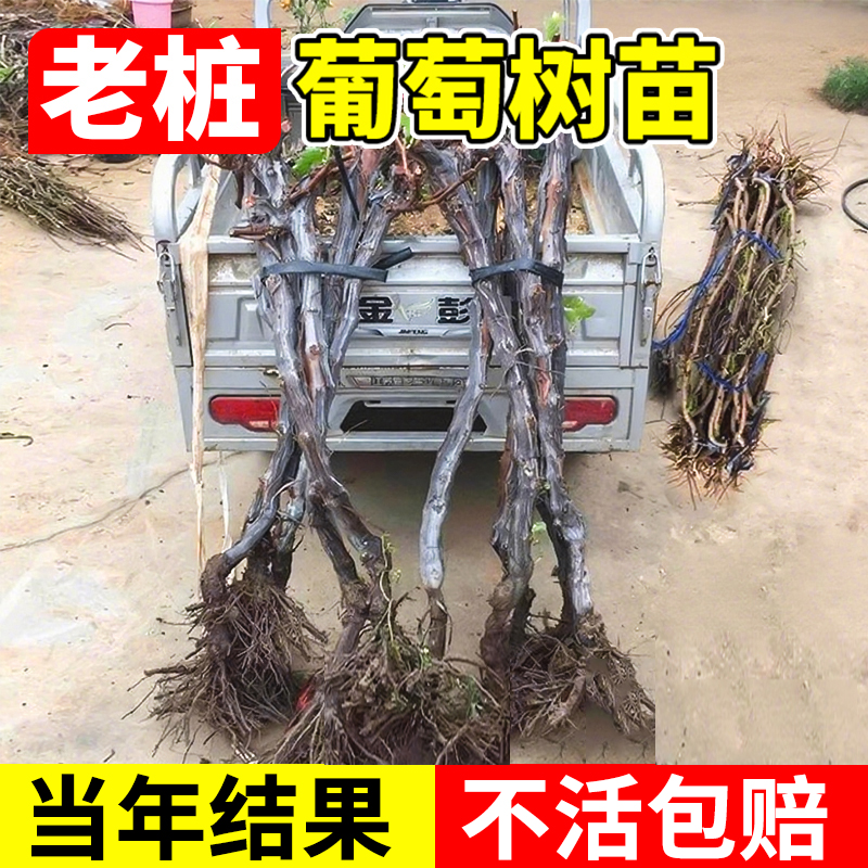 葡萄树老桩巨峰葡萄树苖阳光玫瑰葡萄苗南北方种植盆地栽当年结果