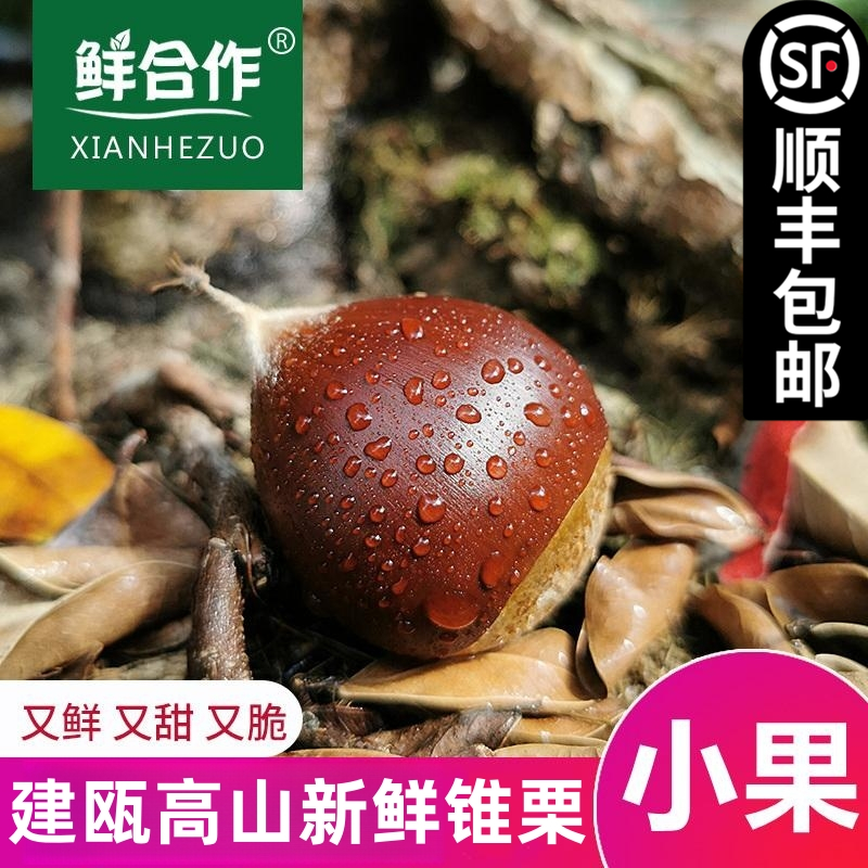 2025年新下树福建建瓯特产新鲜高山锥栗农家现摘小果1/2/3/5斤装