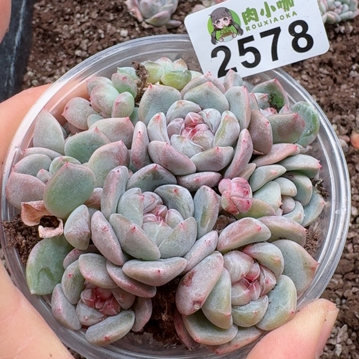 多肉植物多肉植物