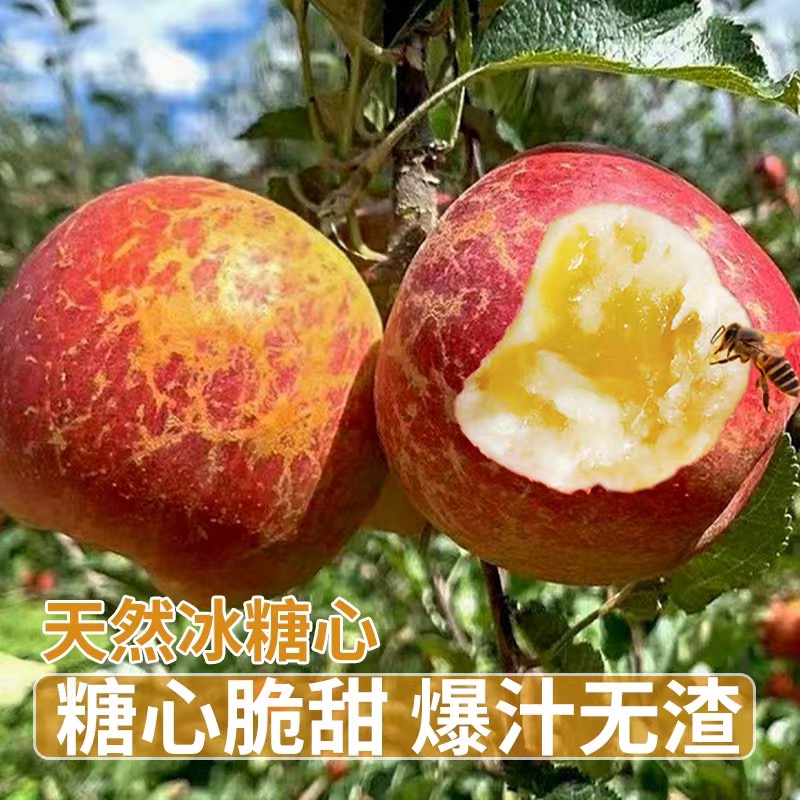 【坏果包赔1】云南昭通丑苹果冰糖心苹果新鲜脆甜现摘现发