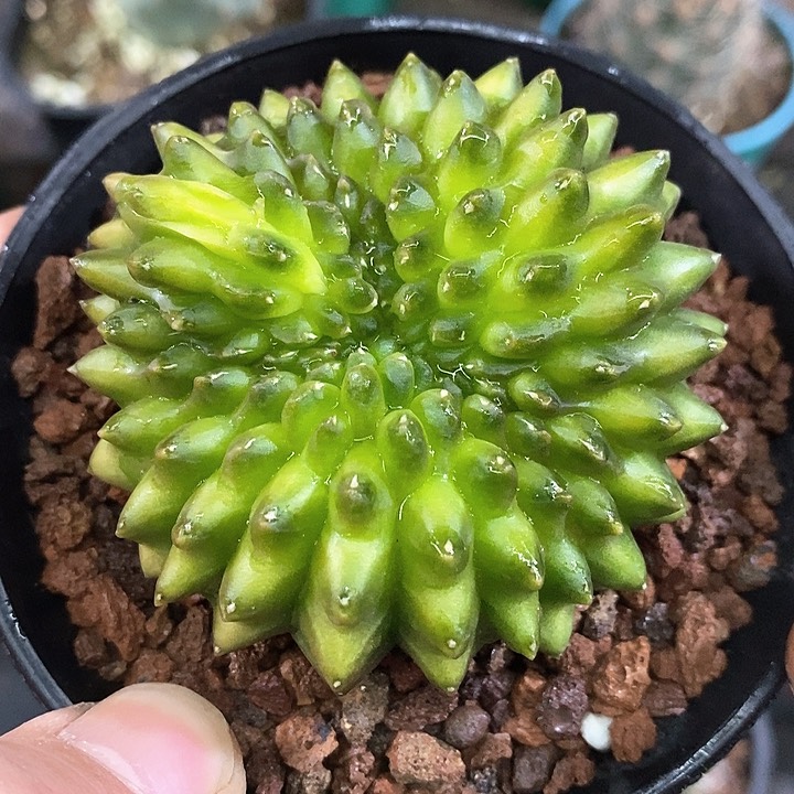 孤品实生泰系无刺翠绿貘缀化6.7cm