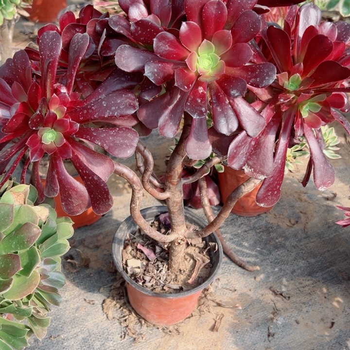 966欧子多肉有掉头一个