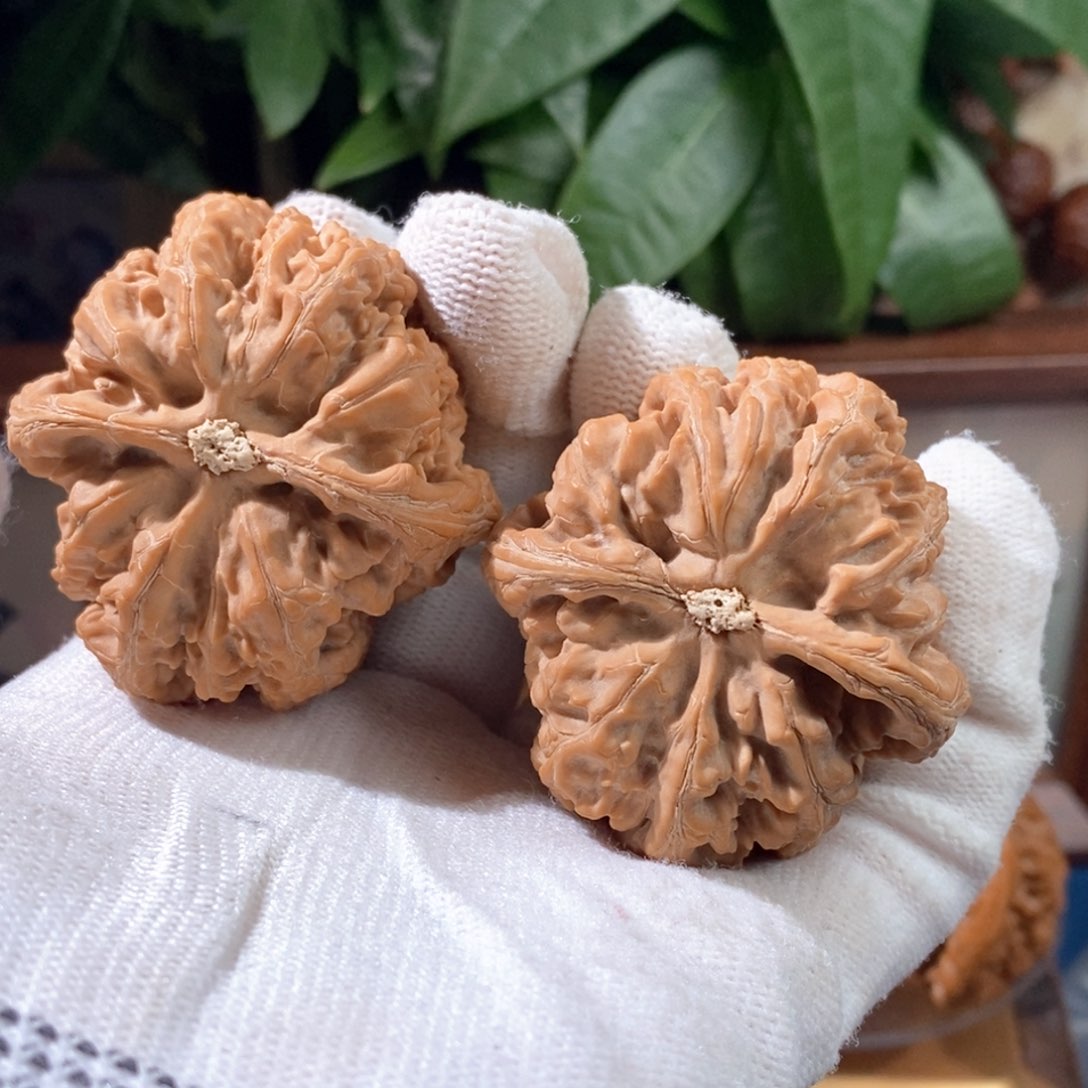 文玩核桃吊坠固***星粗筋