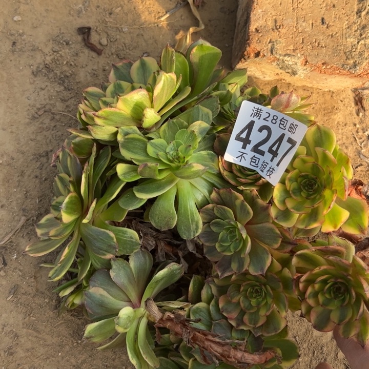 砍头多肉植物法师半夏