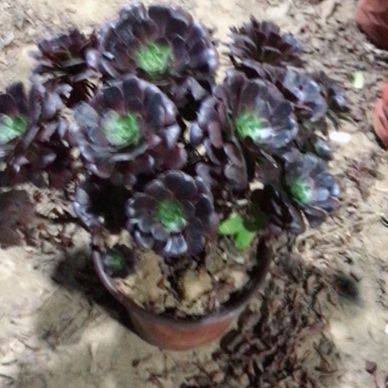 天***意萝莉法师多肉植物28