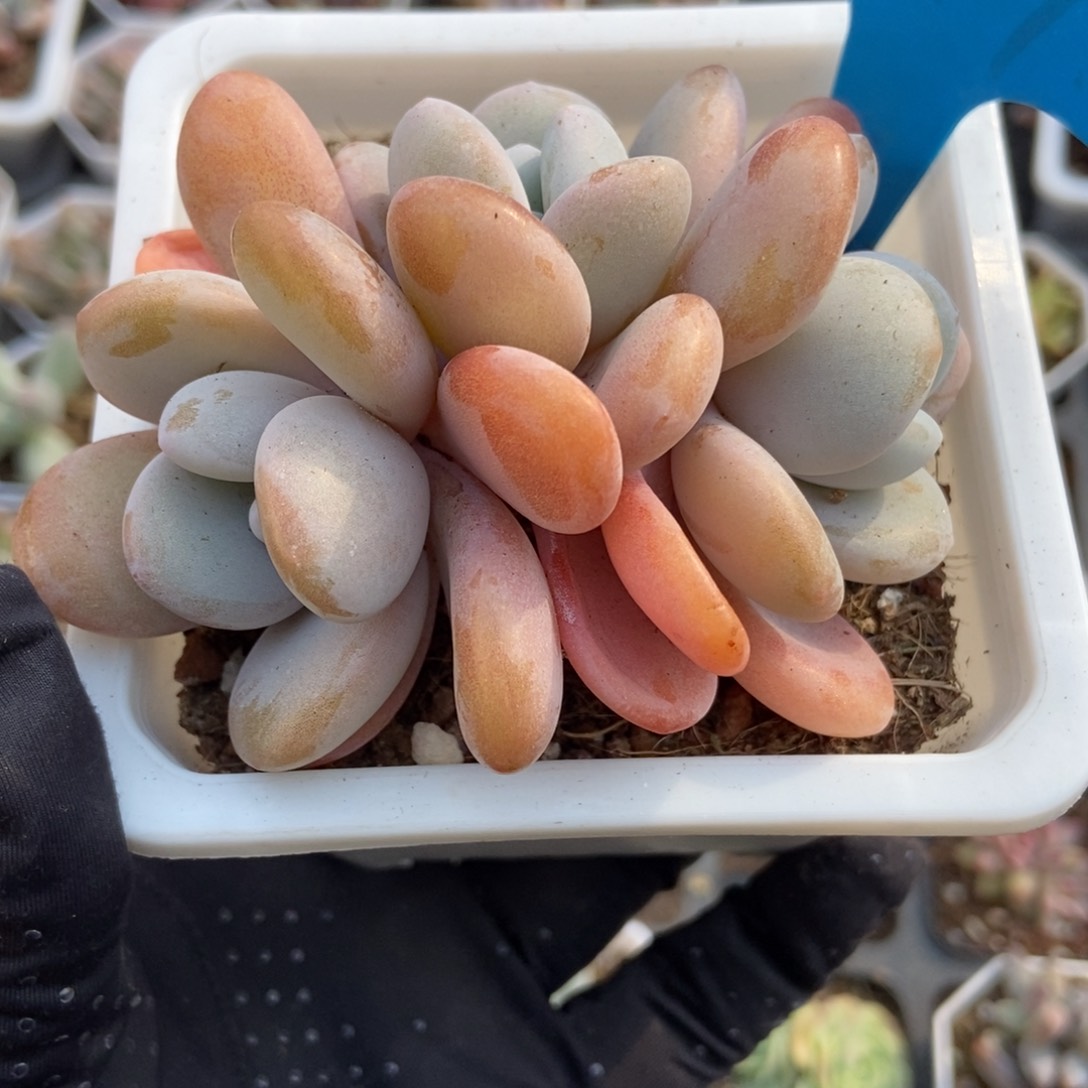 899粉兔多肉植物保护