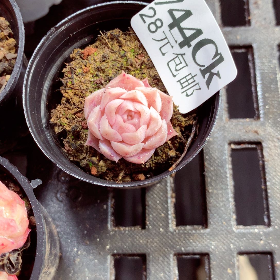 5厘米盆精控多肉744