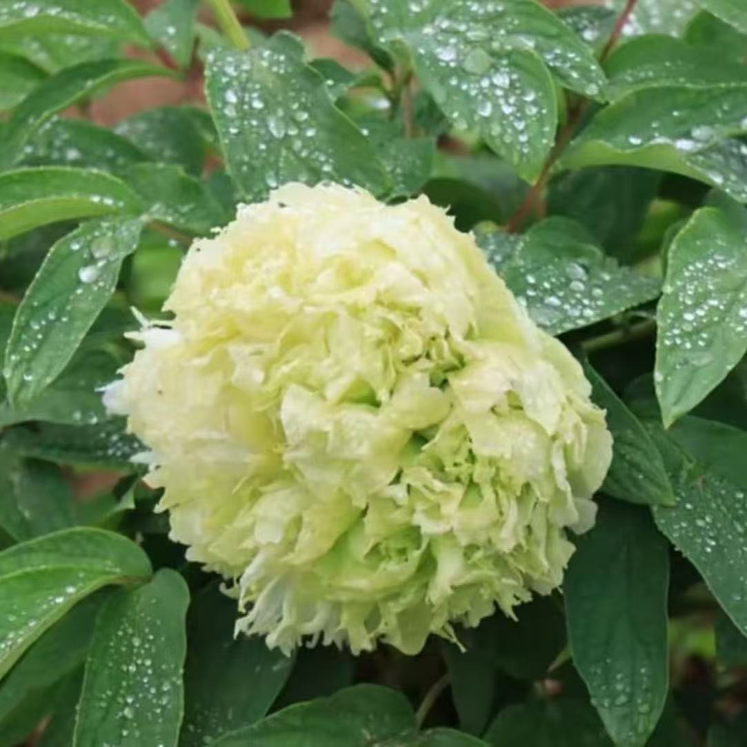 琼台玉露】正宗菏泽大花牡丹花苗北方耐寒盆栽地栽室内庭院花卉牡