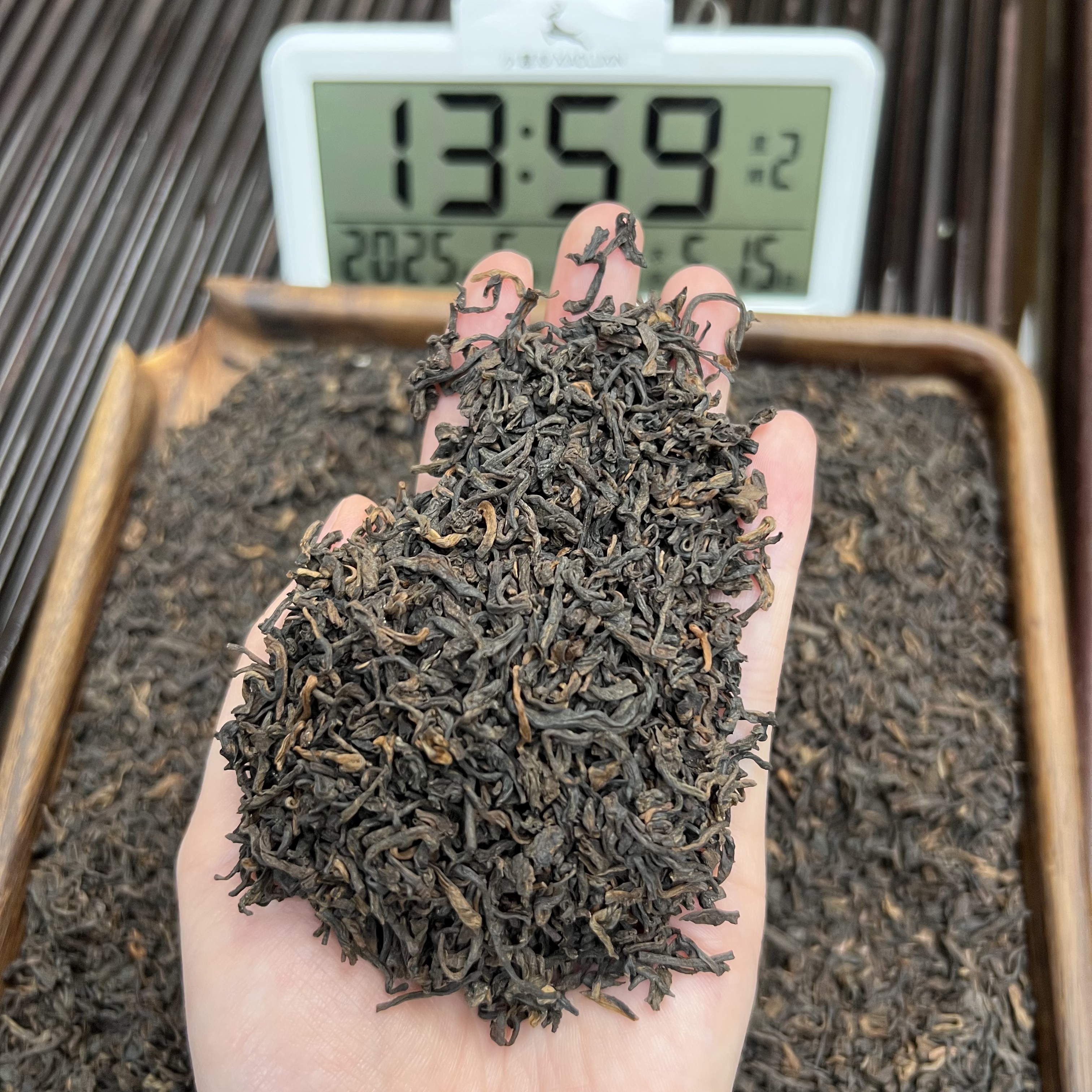 南糯山糯香金芽熟普 ① 小鹿收茶 普洱熟茶 散茶 6月10