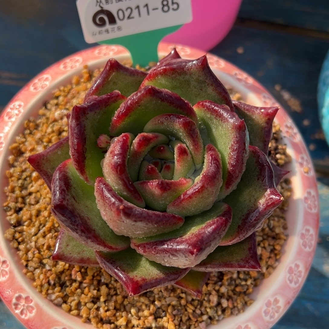 从前慢多肉精选编号0211.85