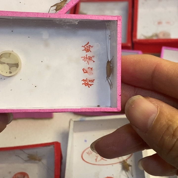 我在等着你回来呀