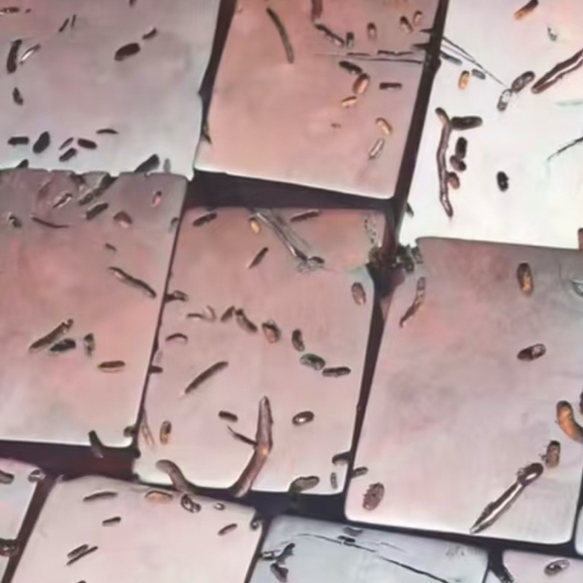 雷击枣木 平安无事牌 