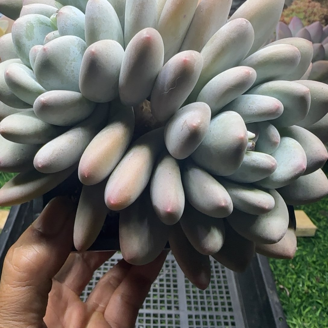 锦安精品多肉植物232