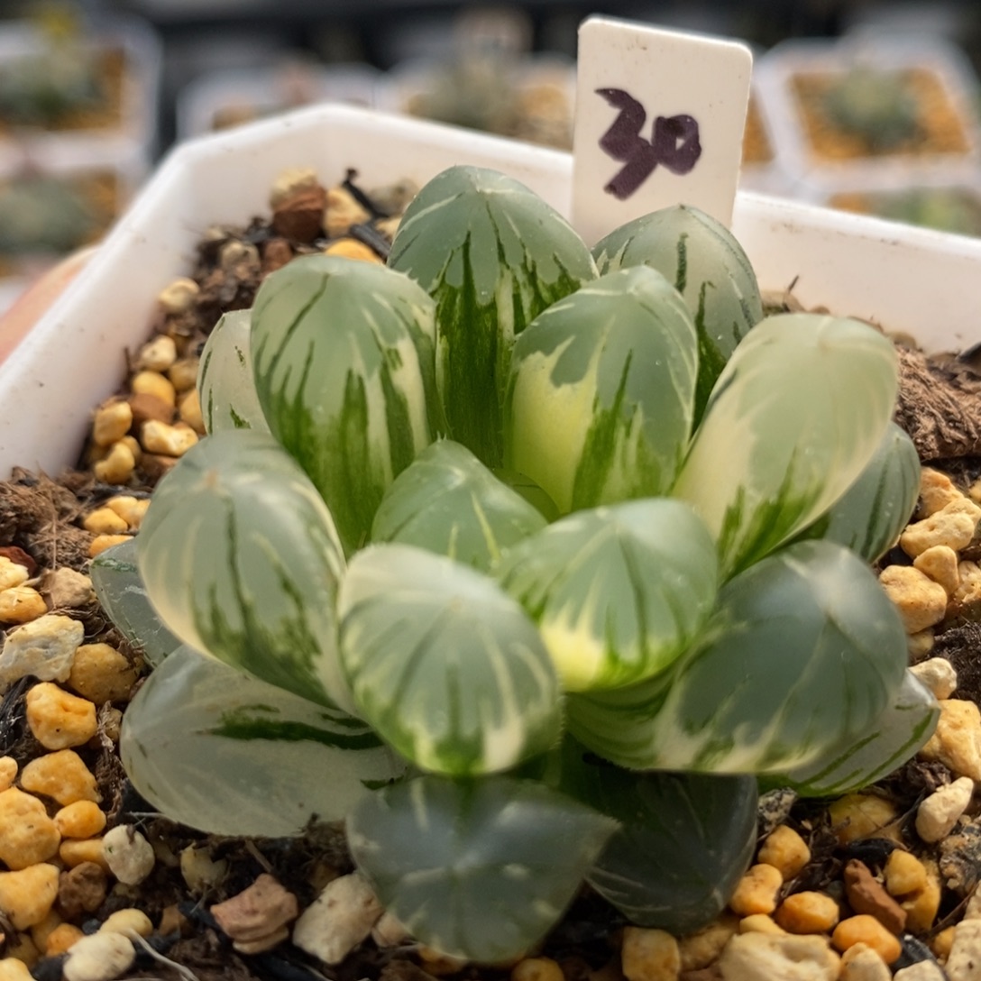 30地泉玉露锦一物一拍