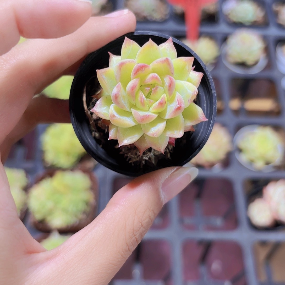 精品粉色女王多肉植物