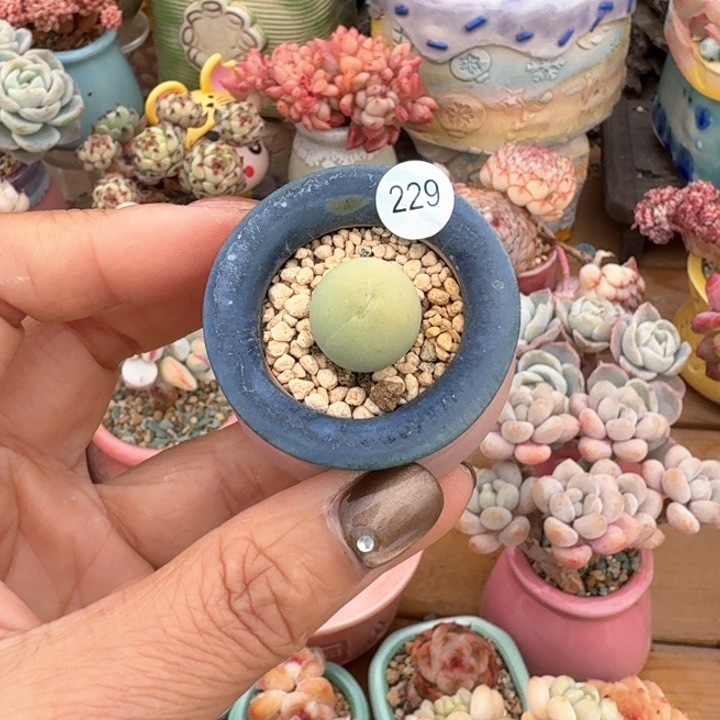 229 1多肉含盆土 30元包邮 除偏远
