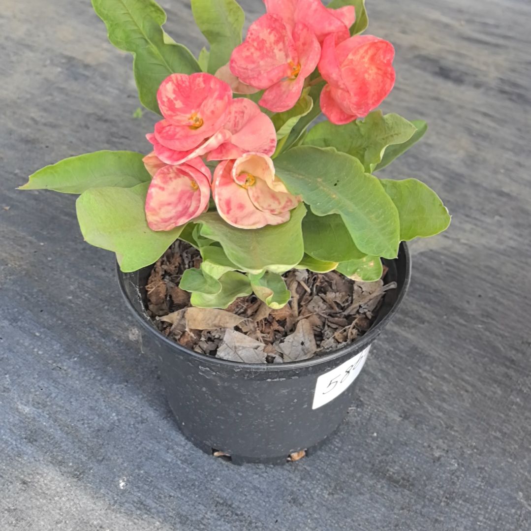 白***仔完全开放潘多拉魔盒直播间一物一拍