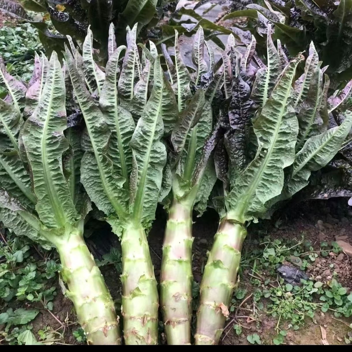 云南露天种植紫叶香莴笋新鲜采摘当天发货嫩不空心