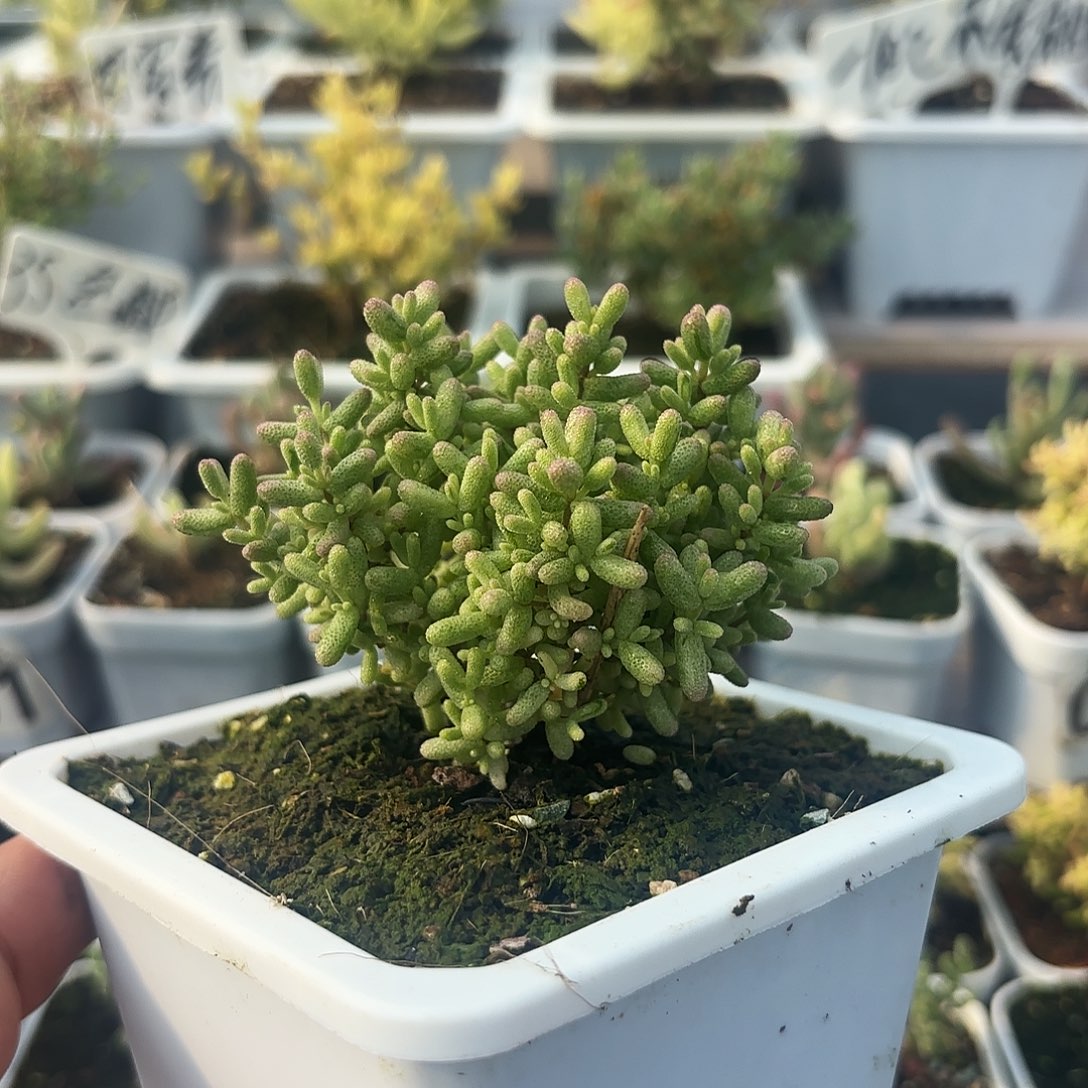 枝干番杏拉丝米粒锦