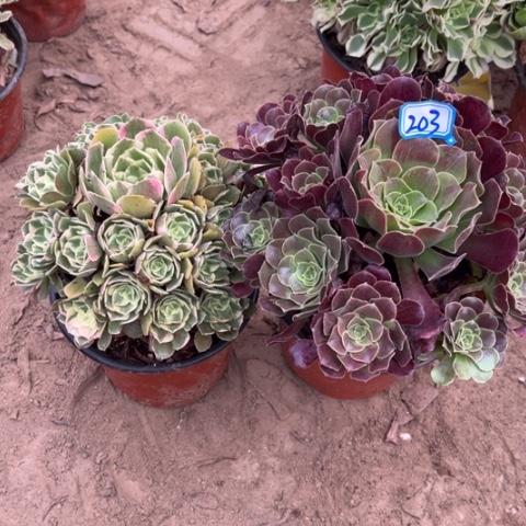203多肉植物组合，