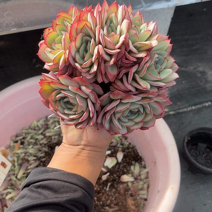 牡丹亭全朵朵缀化大米