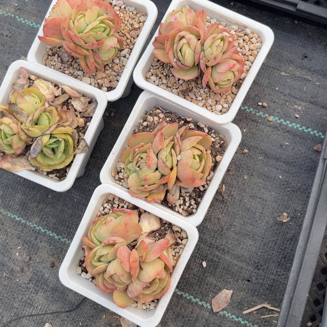 柒*多肉植物1111补差价