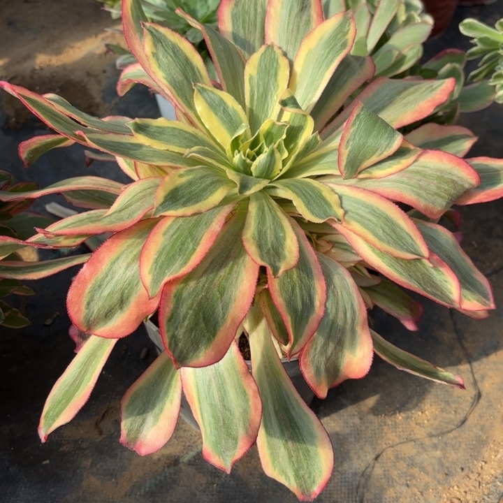 魅影多肉法师2084