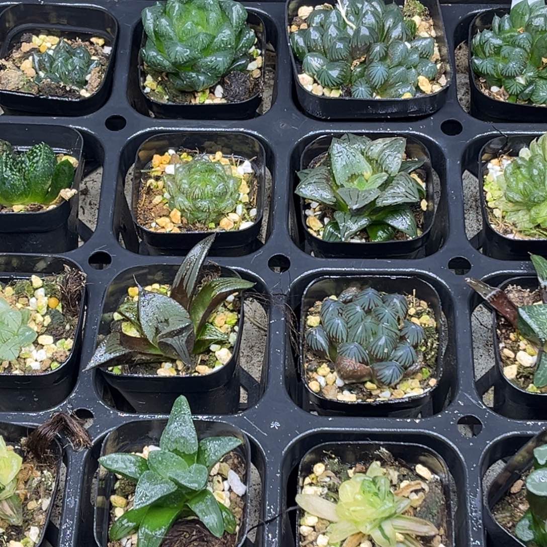 2 脱土包邮8颗福利