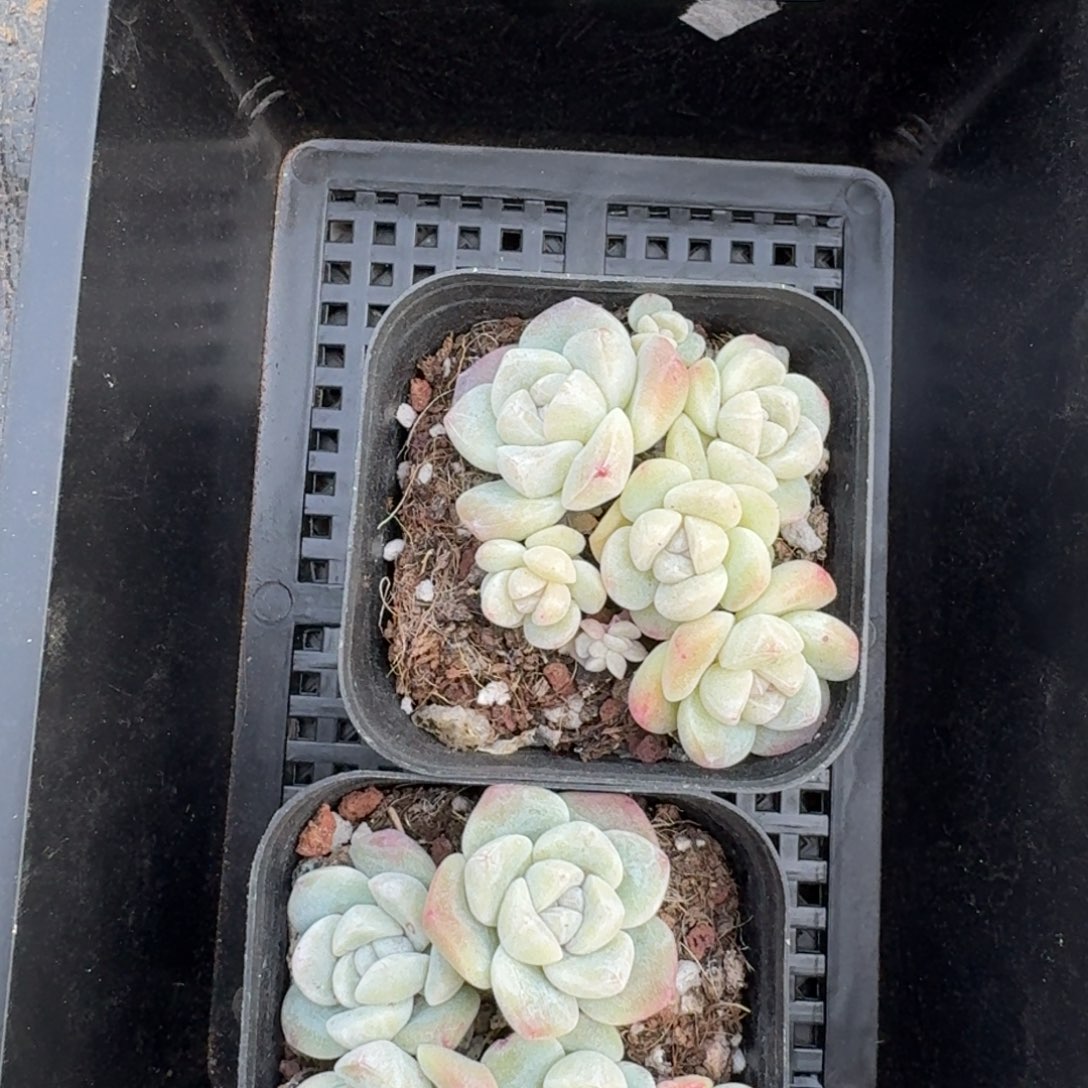 112 号到手1框江北多肉