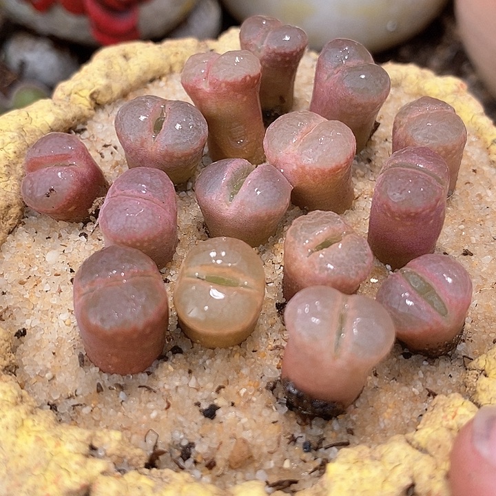 日本原株红风铃一颗             